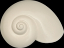Wall Icon Sea Snail - Bone White 