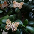 Forest Ringlet Butterfly Enamel Pin