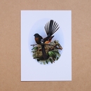 Fantail Buller's Birds Card