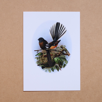 Fantail Buller's Birds Card