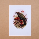 Kaka Buller's Birds Card
