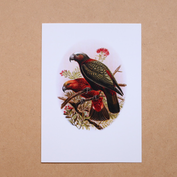 Kaka Buller's Birds Card