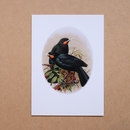 Huia Buller's Birds Card