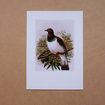 Kereru Buller's Birds Card