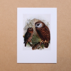 Morepork Buller's Birds Card-cards-The Vault
