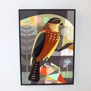 New Zealand Bush Hawk Box Frame Black