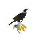 New Zealand Tui Medium