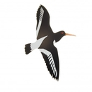 New Zealand Oyster Catcher Large