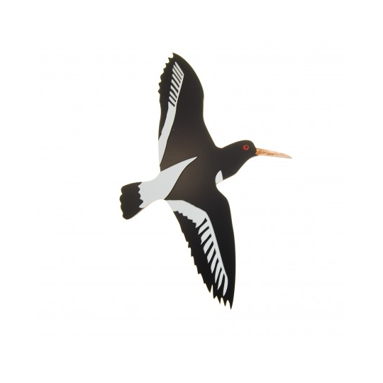 New Zealand Oyster Catcher Large