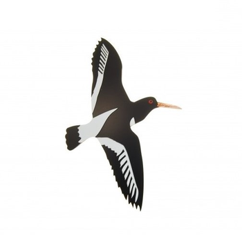 New Zealand Oyster Catcher Medium