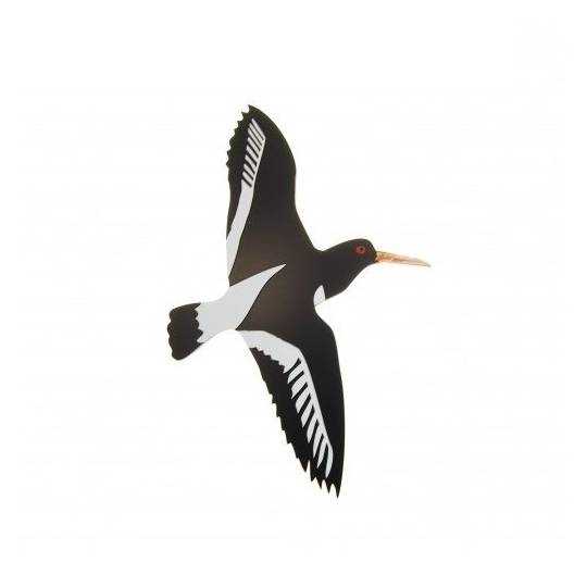 New Zealand Oyster Catcher Medium