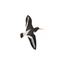 New Zealand Oyster Catcher Small