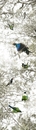 Lucy G Dawn Chorus 70x19cm canvas