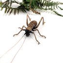 Bronze Giant Weta Female