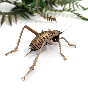 Bronze Giant Weta Female