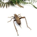 Bronze Giant Weta Female