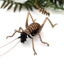 Bronze Giant Weta Male