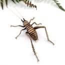 Bronze Giant Weta Male