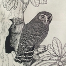 Tea Towel Ruru