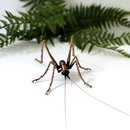 Bronze Cave Weta Male