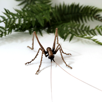 Bronze Cave Weta Male