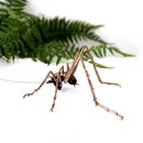 Bronze Cave Weta Male