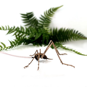 Bronze Cave Weta Female