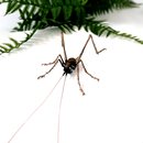 Bronze Cave Weta Female