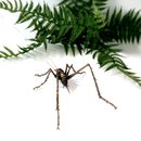 Bronze Cave Weta Female