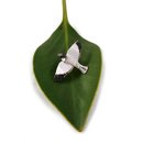 Flying Kereru Pin Silver