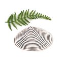 Toheroa Shell Wall Hanging