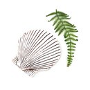 Scallop Shell Wall Hanging