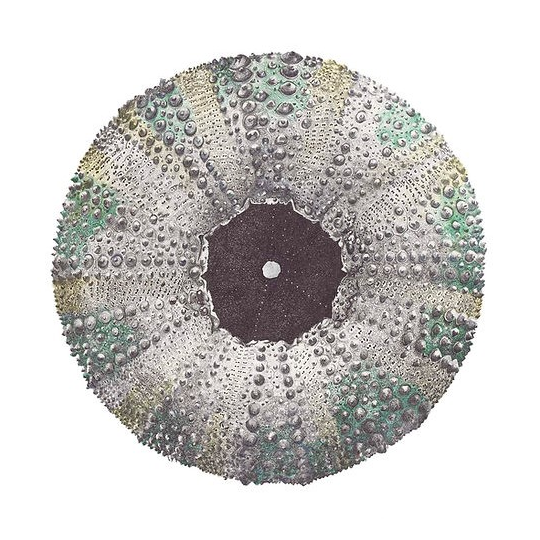 Kina Limited Edition Print A5 Square