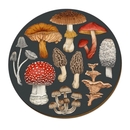 NZ Fungi Morchella Placemat Single
