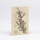 Botanical Illustration Notebook