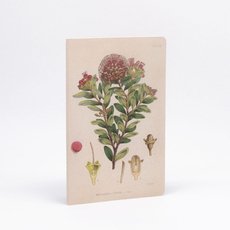 Botanical Illustration Notebook-artists-and-brands-The Vault