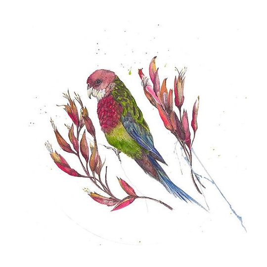 Rosella Limited Edition Print A5 Square
