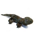 Trevor the Tuatara