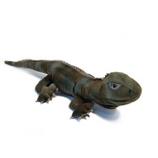 Trevor the Tuatara-lifestyle-The Vault