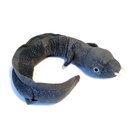 Ellie the Longfin Eel