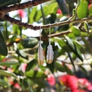 Huia Feather Earrings Silver Plate