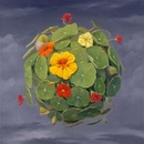 Nasturtium Sphaera Limited Edition Print