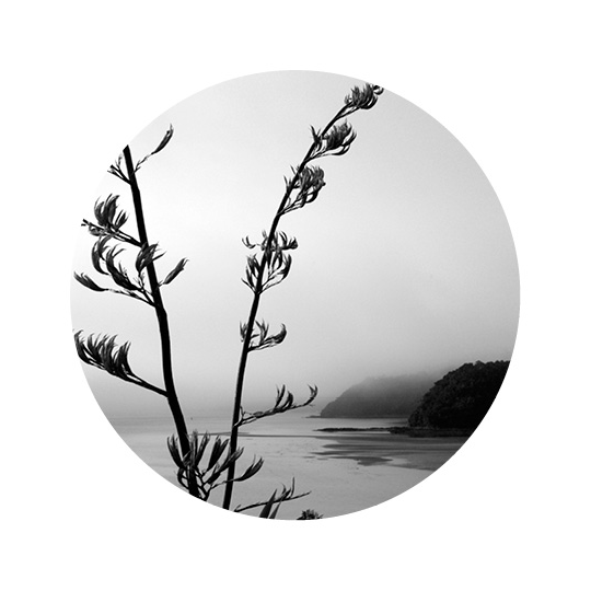 Large Art Spot Paihia