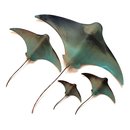 Set of 4 Stingrays