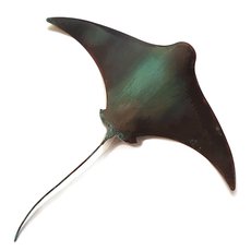 Single Stingray XL-artists-and-brands-The Vault