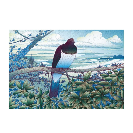 Kereru at Tawharanui A3 Print