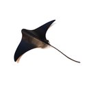 Large Single Stingray