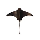 Large Single Stingray