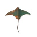 Large Single Stingray