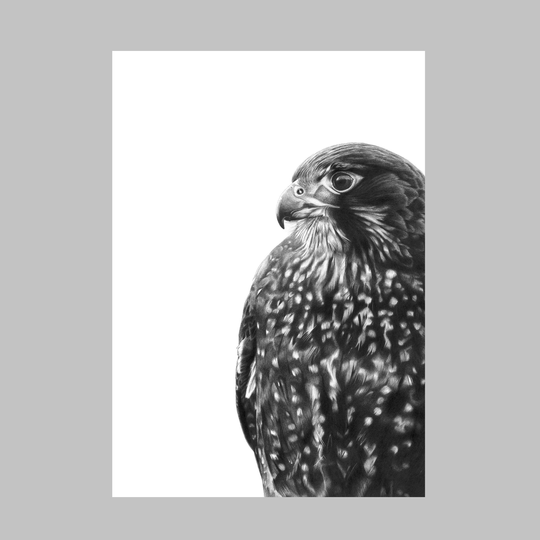 Fearless Falcon A4 Print
